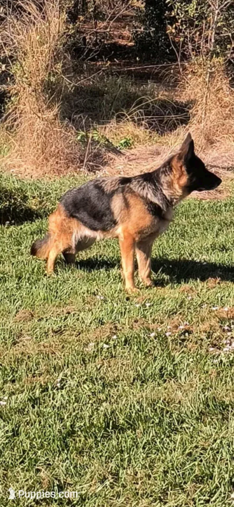 TRECH, a male German Shepherd Dog for sale in Lehigh Acres, FL – Photo 9 of 9