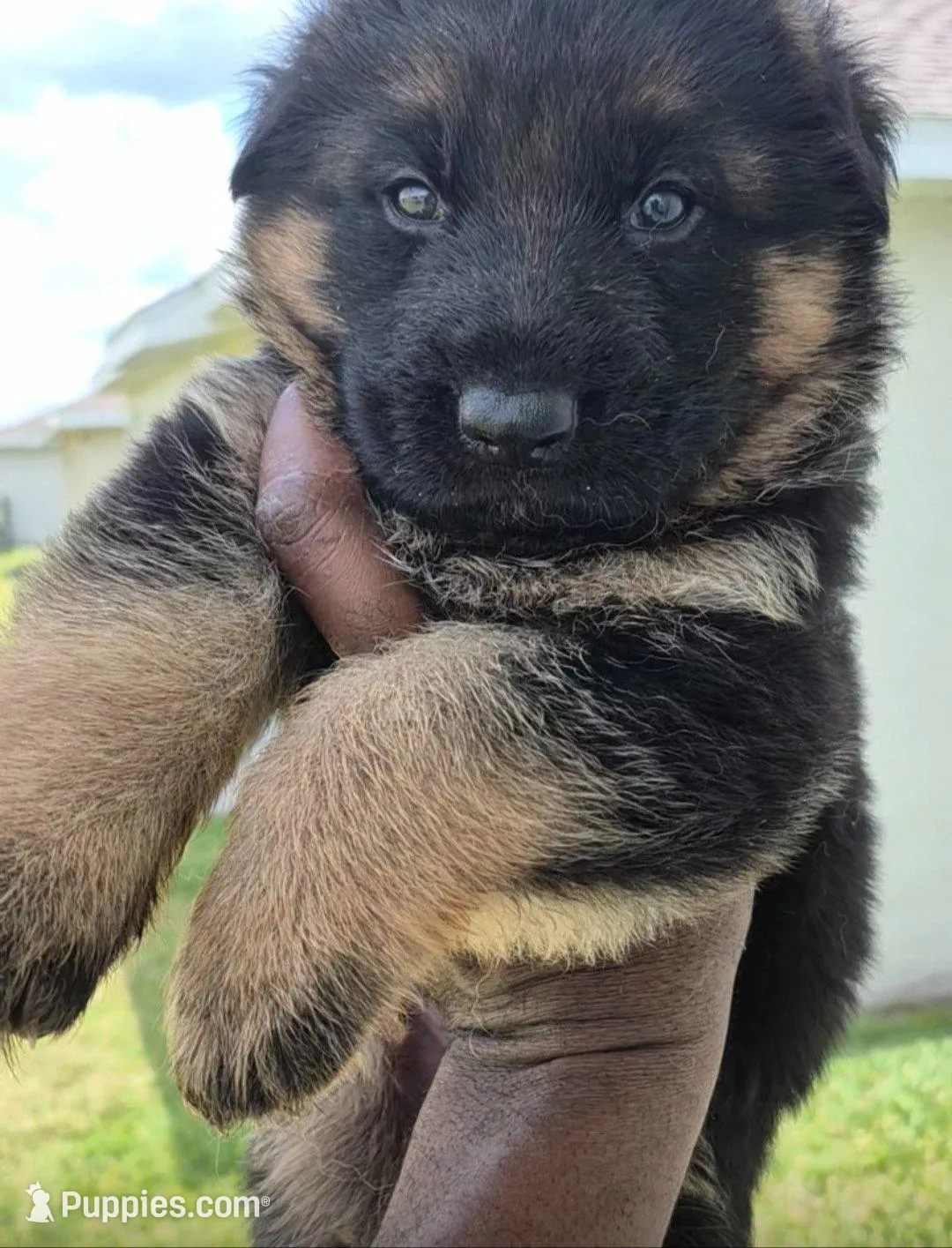 TRECH, a male German Shepherd Dog for sale in Lehigh Acres, FL – Photo 1 of 9