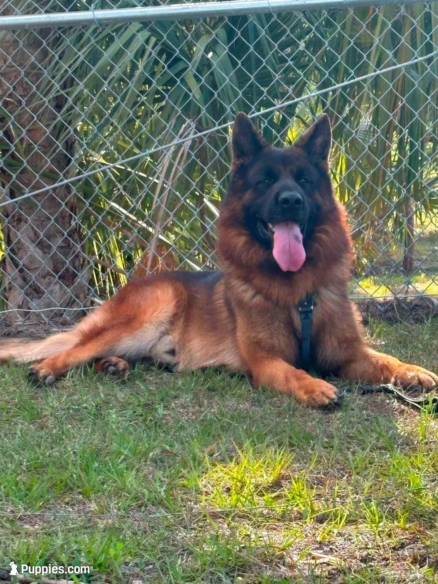 TRECH, a male German Shepherd Dog for sale in Lehigh Acres, FL – Photo 3 of 9