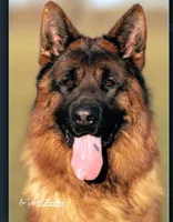 TRECH, a male German Shepherd Dog for sale in Lehigh Acres, FL – Photo 2 of 9