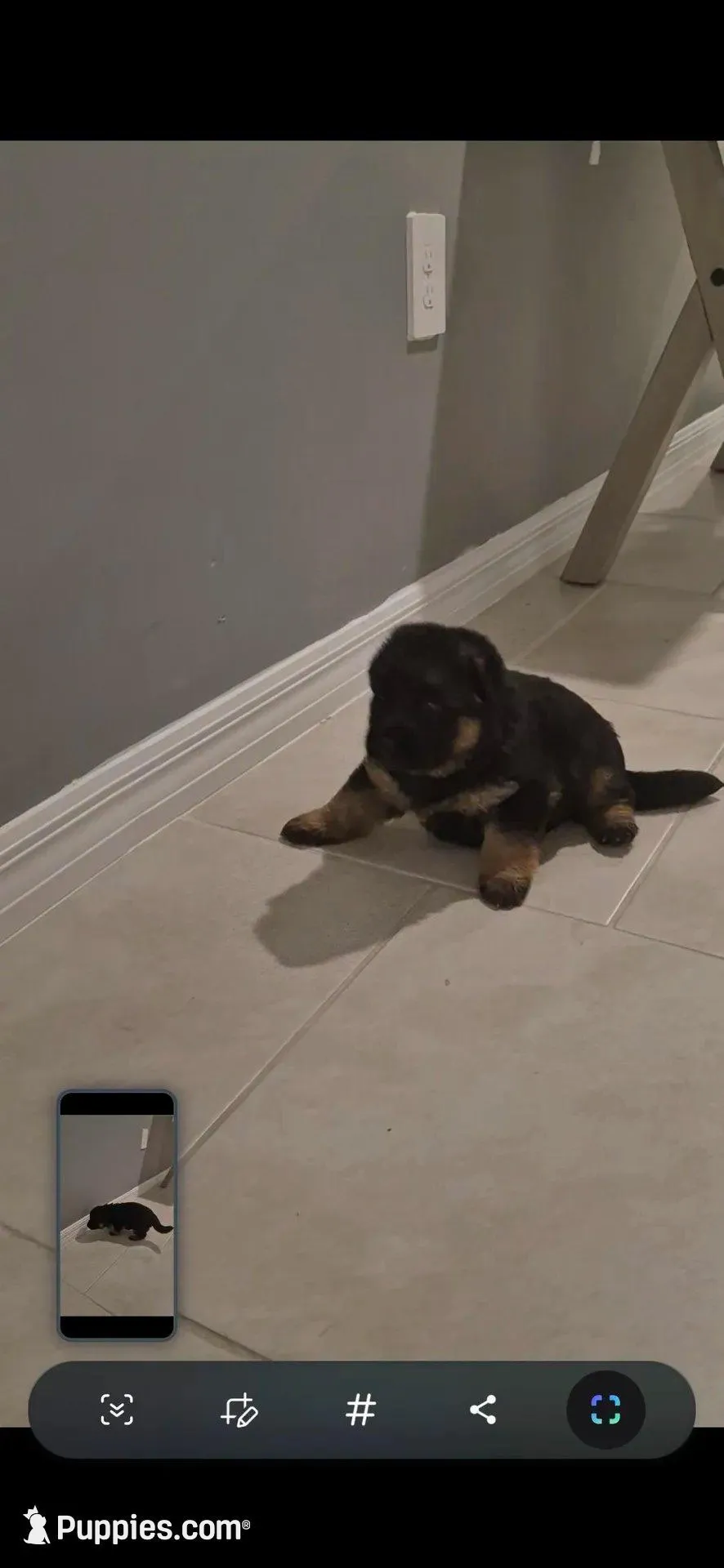 TRECH, a male German Shepherd Dog for sale in Lehigh Acres, FL – Photo 4 of 9
