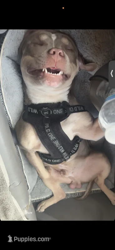 Cash – American Bully puppy for sale in Westerville, OH