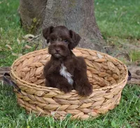 Zimmerman, a male Miniature Schnauzer for sale in Cave City, KY – Photo 2 of 2