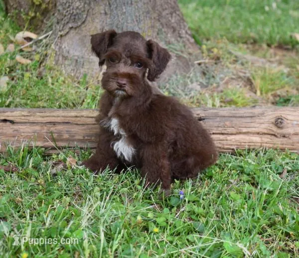 Zimmerman – Miniature Schnauzer puppy for sale in Cave City, KY
