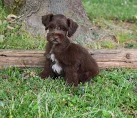 Zimmerman, a male Miniature Schnauzer for sale in Cave City, KY – Photo 1 of 2