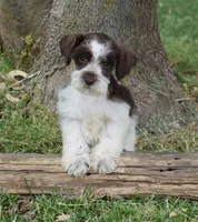 Sutton, a female Miniature Schnauzer for sale in Cave City, KY – Photo 2 of 2