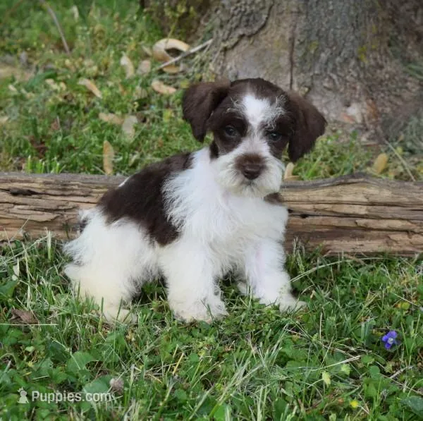 Sutton – Miniature Schnauzer puppy for sale in Cave City, KY