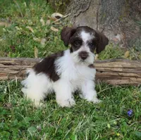 Sutton, a female Miniature Schnauzer for sale in Cave City, KY – Photo 1 of 2