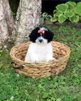 Jupiter, a female Shihpoo for sale in Cave City, KY – 2 of 2