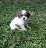 Zinnia, a female Cavapoo for sale in Cave City, KY – 2 of 2