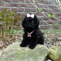 Willow, a female Shihpoo for sale in Cave City, KY – Photo 2 of 2