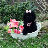 Willow, a female Shihpoo for sale in Cave City, KY – Photo 1 of 2