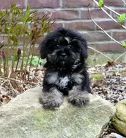 Chesapeake, a male Shihpoo for sale in Cave City, KY – Photo 1 of 2