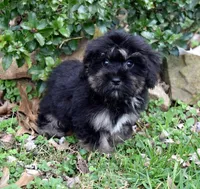 Chesapeake, a male Shihpoo for sale in Cave City, KY – Photo 2 of 2