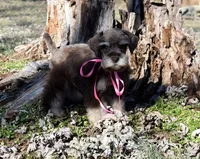 Pebbles, a female Miniature Schnauzer for sale in Cave City, KY – Photo 1 of 2