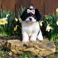 Rosie, a female Shih Tzu for sale in Cave City, KY – Photo 1 of 2