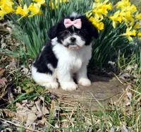 Rosie, a female Shih Tzu for sale in Cave City, KY – Photo 2 of 2