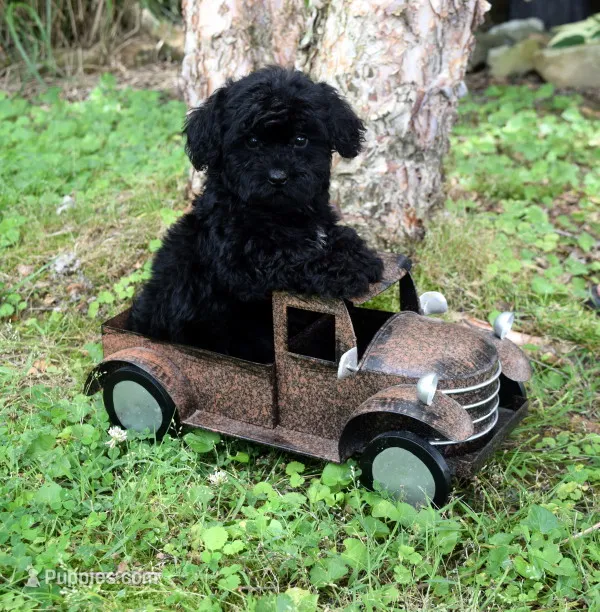 Henderson – Shihpoo puppy for sale in Cave City, KY