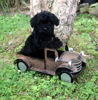 Henderson, a male Shihpoo for sale in Cave City, KY – 1 of 2