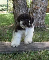 Evelyn, a female Schnoodle for sale in Cave City, KY – 1 of 2