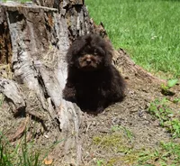 Ozzy, a male Shihpoo for sale in Cave City, KY – 2 of 2