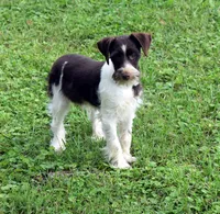 River, a male Miniature Schnauzer for sale in Cave City, KY – 1 of 2