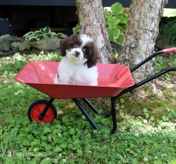 Cromwel – Cavapoo puppy for sale in Cave City, KY