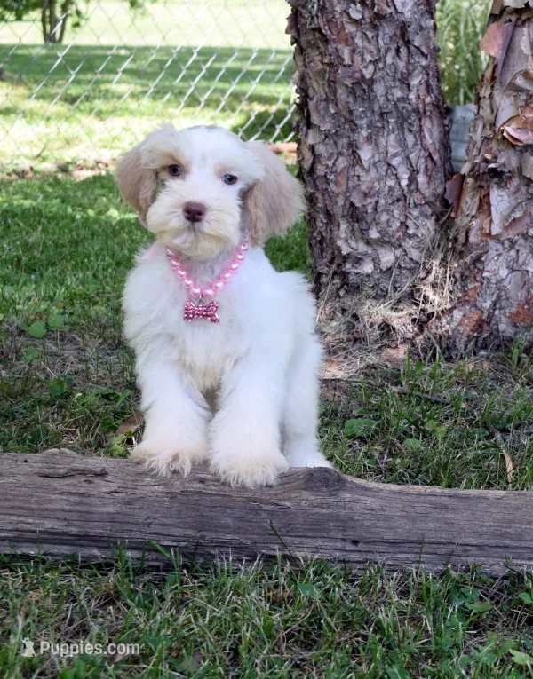 Whimsey – Schnoodle puppy for sale in Cave City, KY