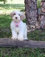 Whimsey, a female Schnoodle for sale in Cave City, KY – 1 of 2