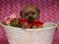 Bently, a male Yorkshire Terrier for sale in Cave City, KY – Photo 1 of 2