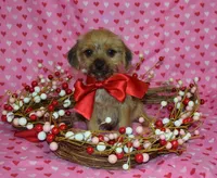 Bently, a male Yorkshire Terrier for sale in Cave City, KY – Photo 2 of 2