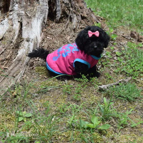 Victoria – Shihpoo puppy for sale in Cave City, KY