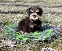 Frankie, a male Miniature Schnauzer for sale in Cave City, KY – Photo 2 of 2