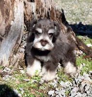 Frankie, a male Miniature Schnauzer for sale in Cave City, KY – Photo 1 of 2