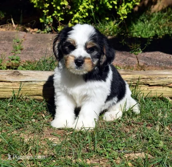 Zeus – Cavapoo puppy for sale in Cave City, KY