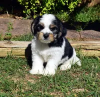Zeus, a male Cavapoo for sale in Cave City, KY – Photo 1 of 2