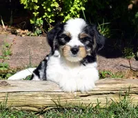 Zeus, a male Cavapoo for sale in Cave City, KY – Photo 2 of 2