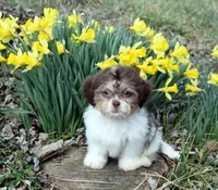 Finn, a male Shih Tzu for sale in Cave City, KY – Photo 1 of 2