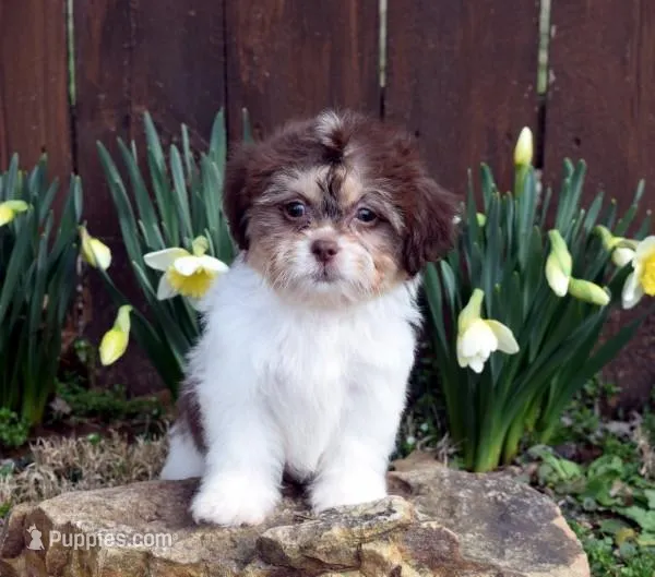 Finn – Shih Tzu puppy for sale in Cave City, KY