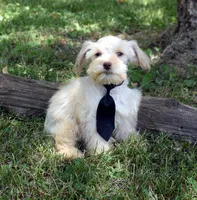 Ranger, a male Schnoodle for sale in Cave City, KY – 1 of 2