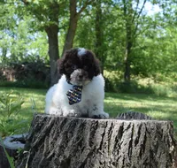 Ashford, a male Shichon for sale in Cave City, KY – 2 of 2