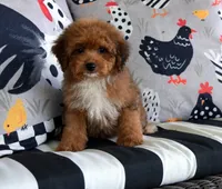 Diesel, a male Cavapoo for sale in Cave City, KY – 2 of 2