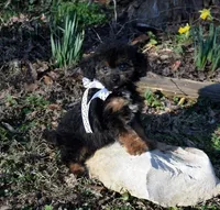 Theodore, a male Shihpoo for sale in Cave City, KY – Photo 2 of 2