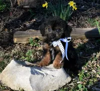 Theodore, a male Shihpoo for sale in Cave City, KY – Photo 1 of 2
