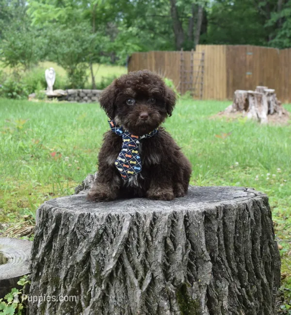 Jamison – Shihpoo puppy for sale in Cave City, KY