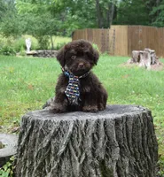 Jamison, a male Shihpoo for sale in Cave City, KY – 1 of 2