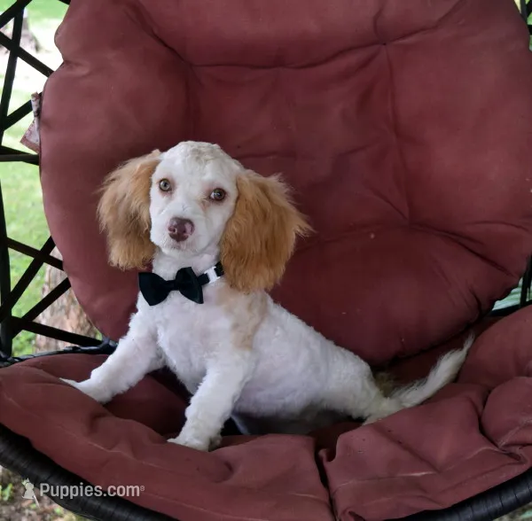 Booker – Cavapoo puppy for sale in Cave City, KY