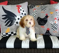 Booker, a male Cavapoo for sale in Cave City, KY – 2 of 2