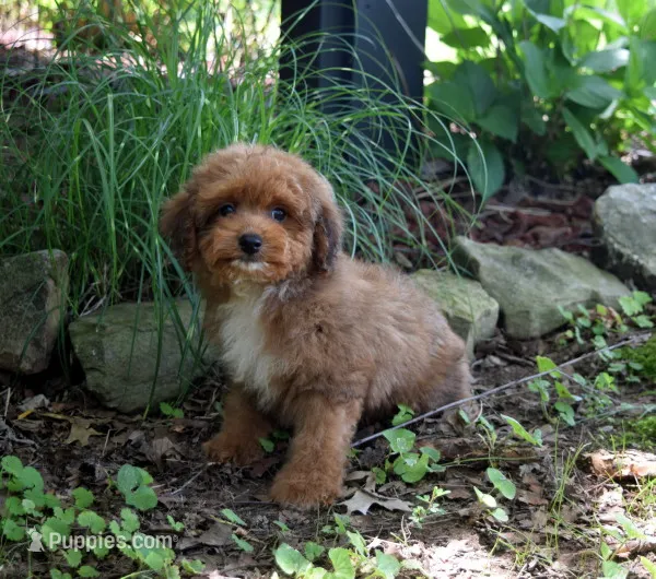 Diesel – Cavapoo puppy for sale in Cave City, KY
