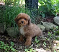 Diesel, a male Cavapoo for sale in Cave City, KY – 1 of 2